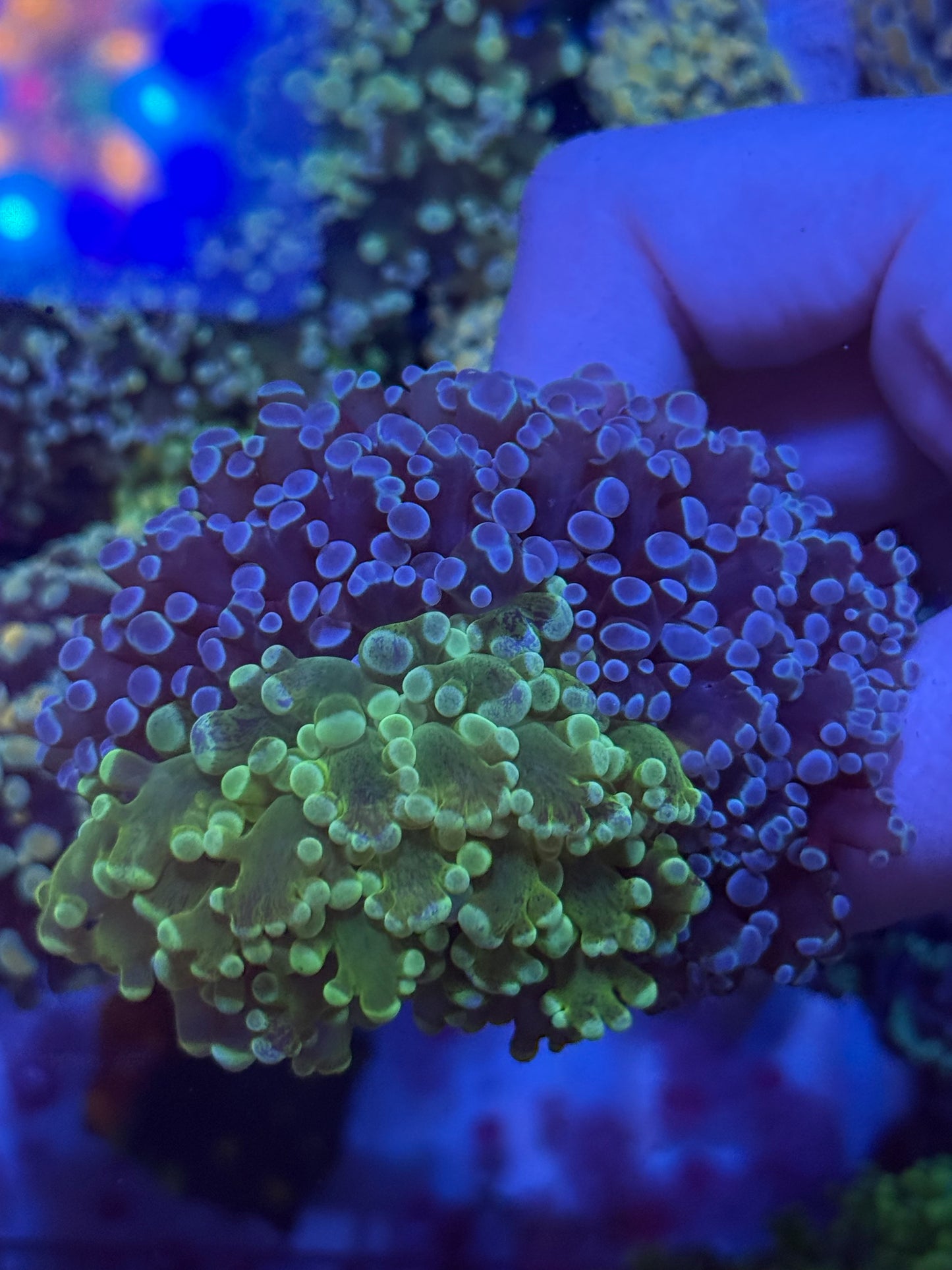 WYSI Chimera HG / Blue Frogspawn (medium size)