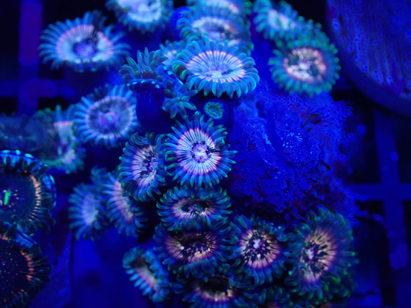 WYSI Wild Zoa Rock