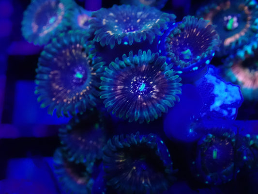 WYSI Wild Zoa Rock