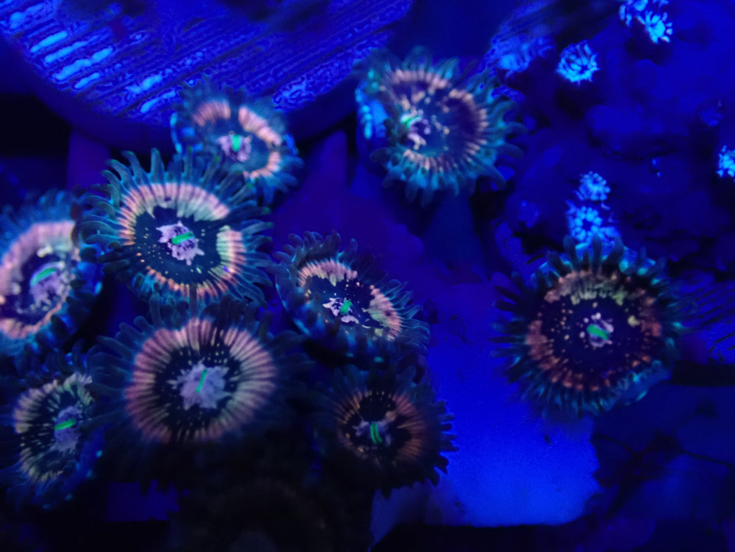 WYSI Wild Zoa Rock