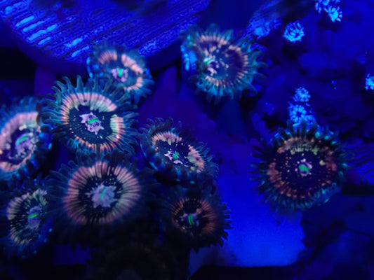 WYSI Wild Zoa Rock