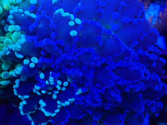 WYSI CHIMERA MINT / BLUE W GREEN BASE FROGSPAWN (medium)