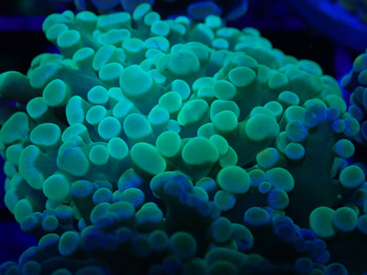 WYSI Toxic Frogspawn Frag