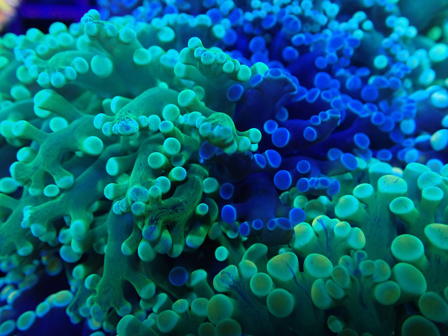 WYSI Chimera HG / Blue Frogspawn (medium size)