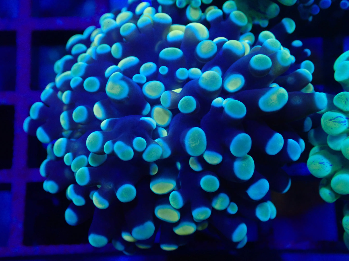 WYSI Gold Frogspawn small