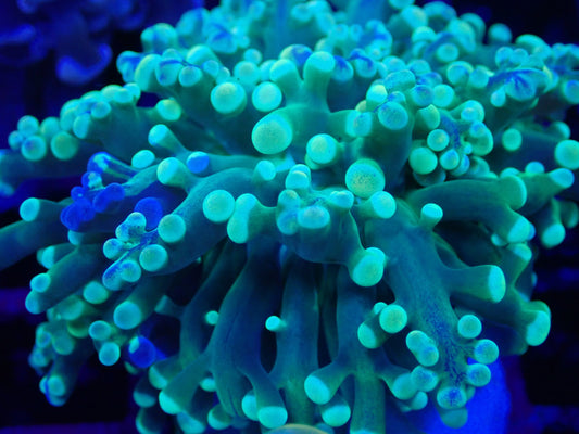 WYSI Holy Grail Frogspawn Frag Unique