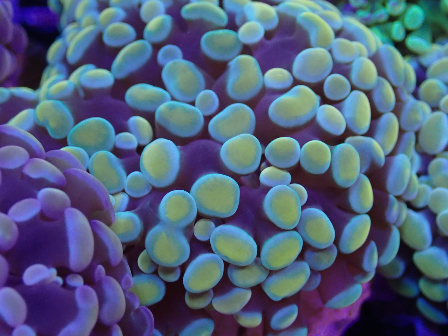 Gold Frogspawn