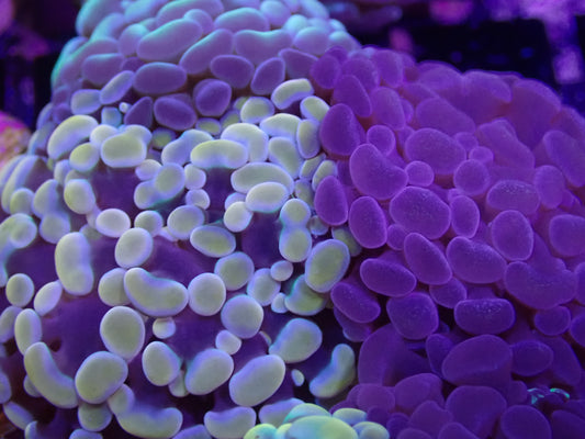 Frogspawn Garden WYSI