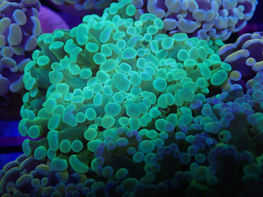 WYSI Toxic Frogspawn Frag