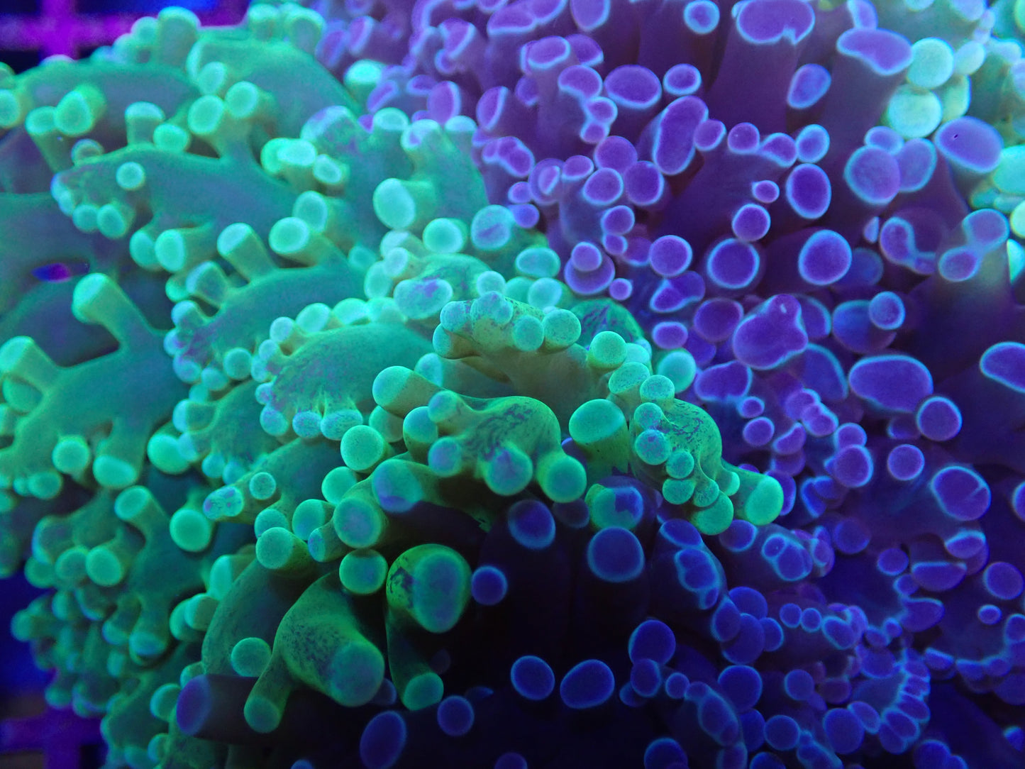 WYSI Chimera HG / Blue Frogspawn (medium size)