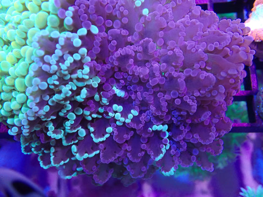 WYSI CHIMERA MINT / BLUE W GREEN BASE FROGSPAWN (medium)