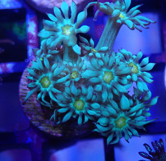 Captive Spawn Gold Eye Mint Goni