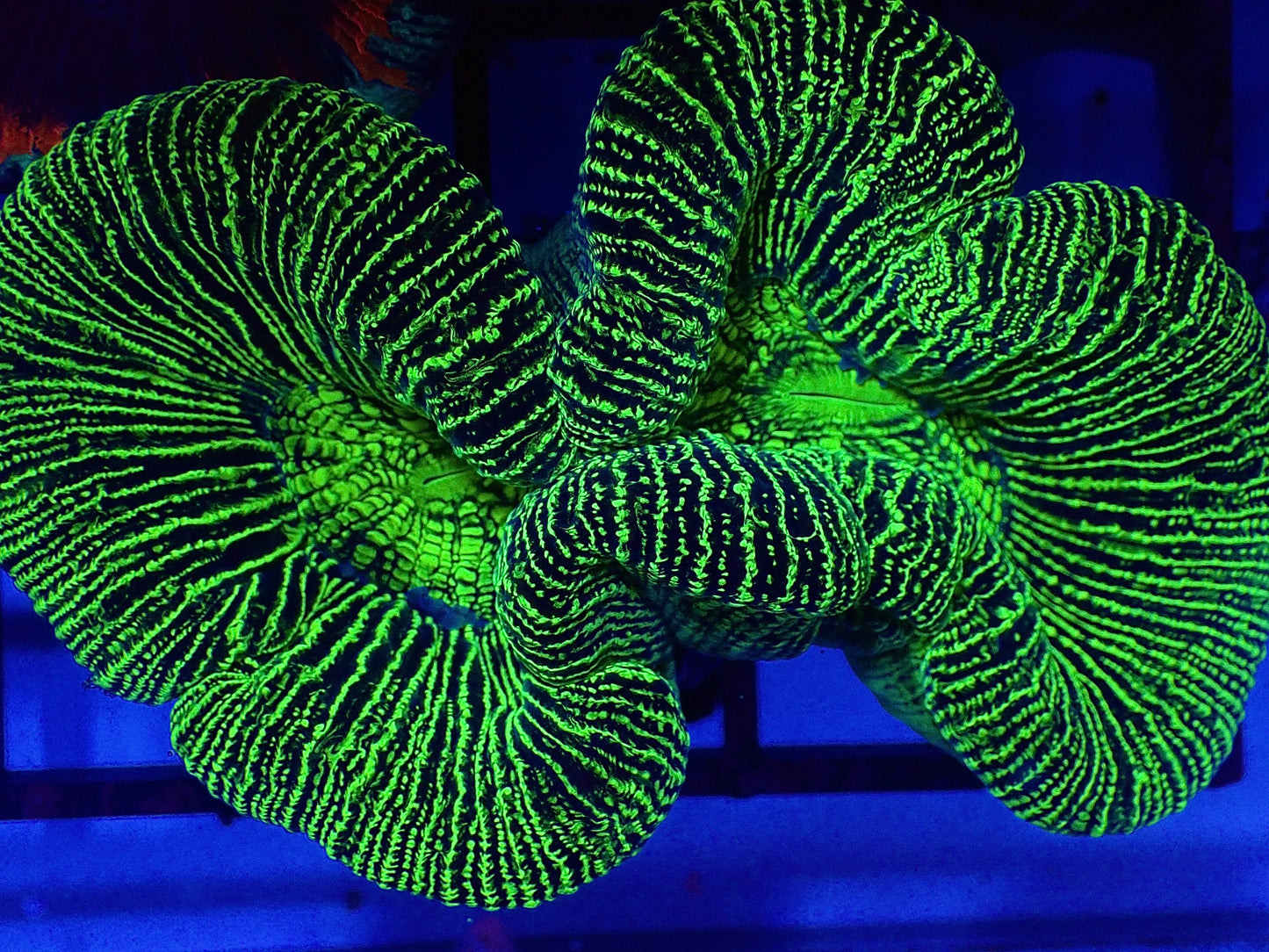 Neon Trachy (Medium)