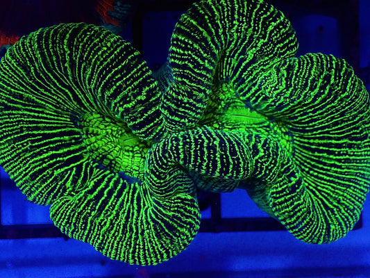 Neon Trachy (Medium)