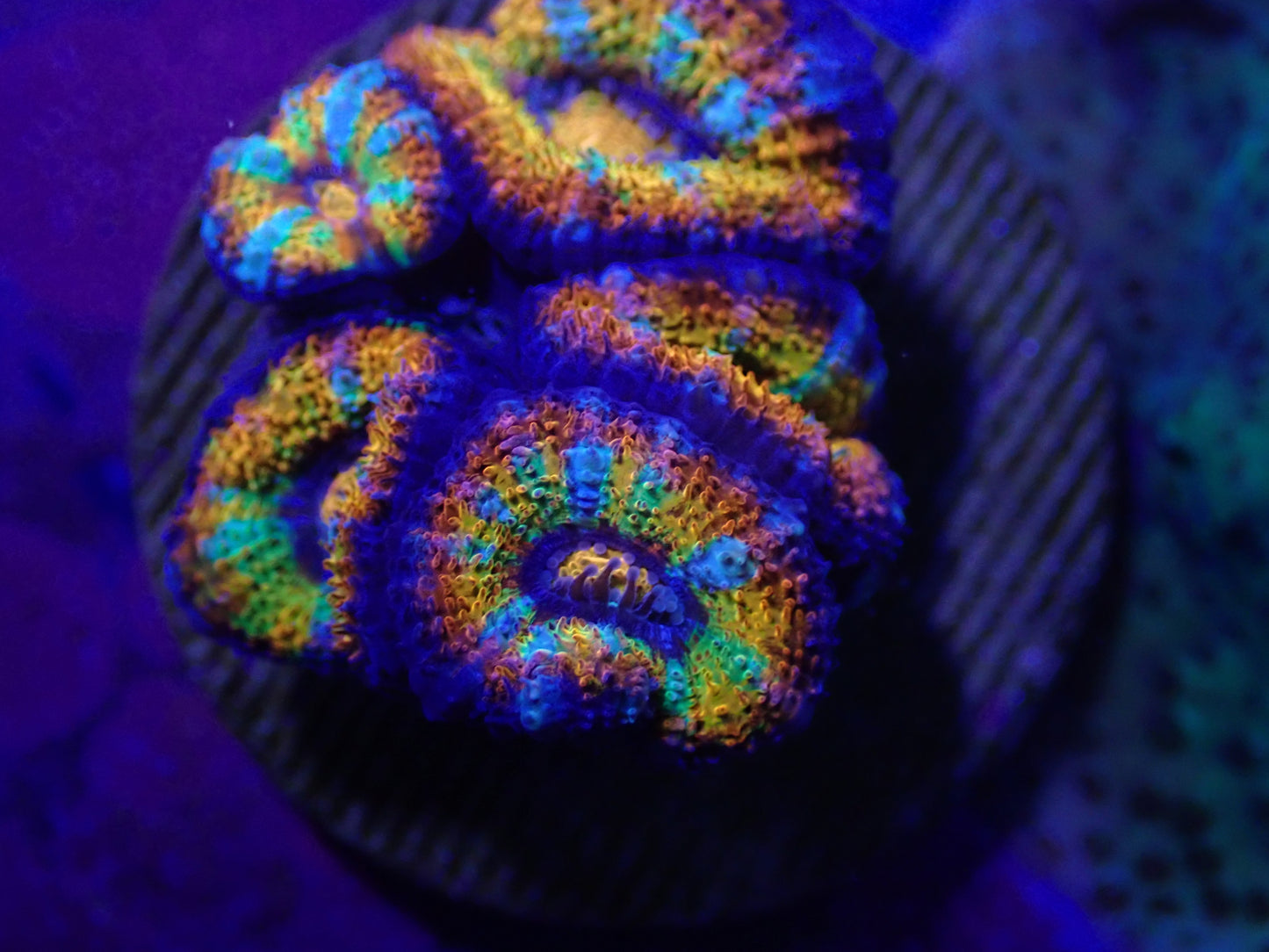 Rainbow Acan Frag WYSI