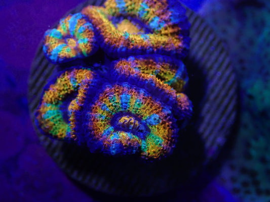 Rainbow Acan Frag WYSI