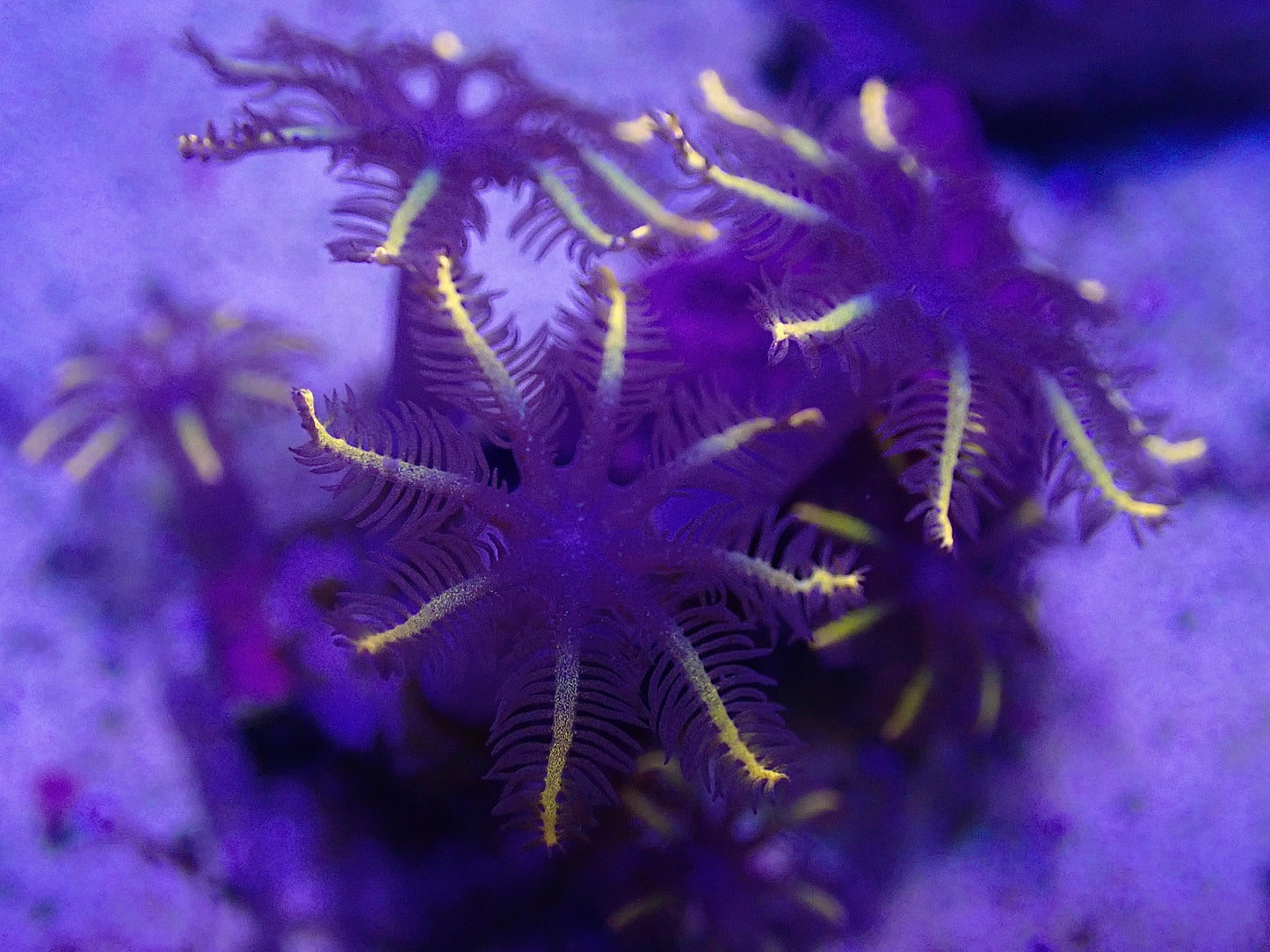 Candy Clove Polyps