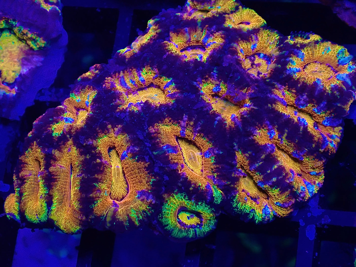 Rainbow Acan WYSI