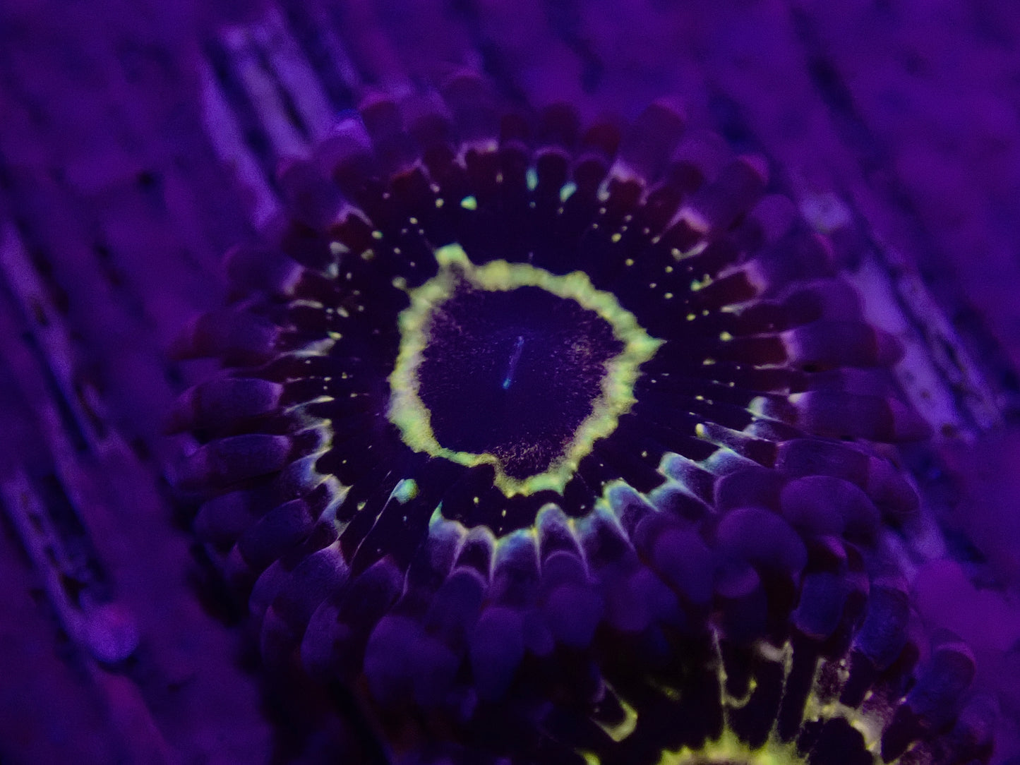 Stratosphere Zoa ( SINGLE POLYP )