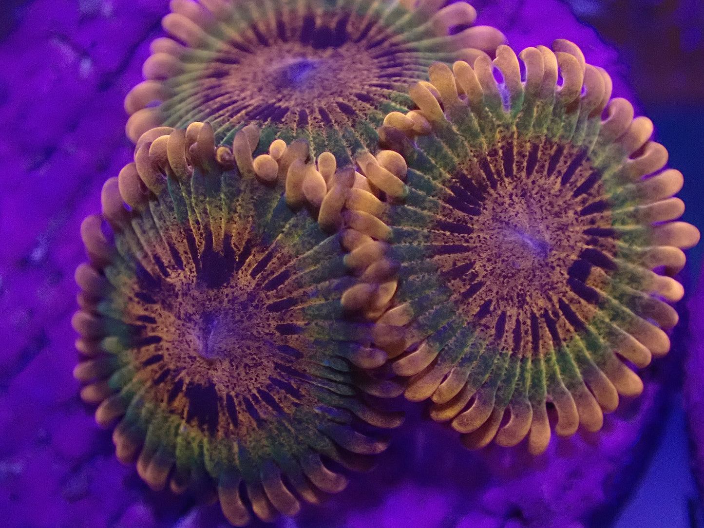 Speckled Krakatoa Zoa ( SINGLE POLYP )