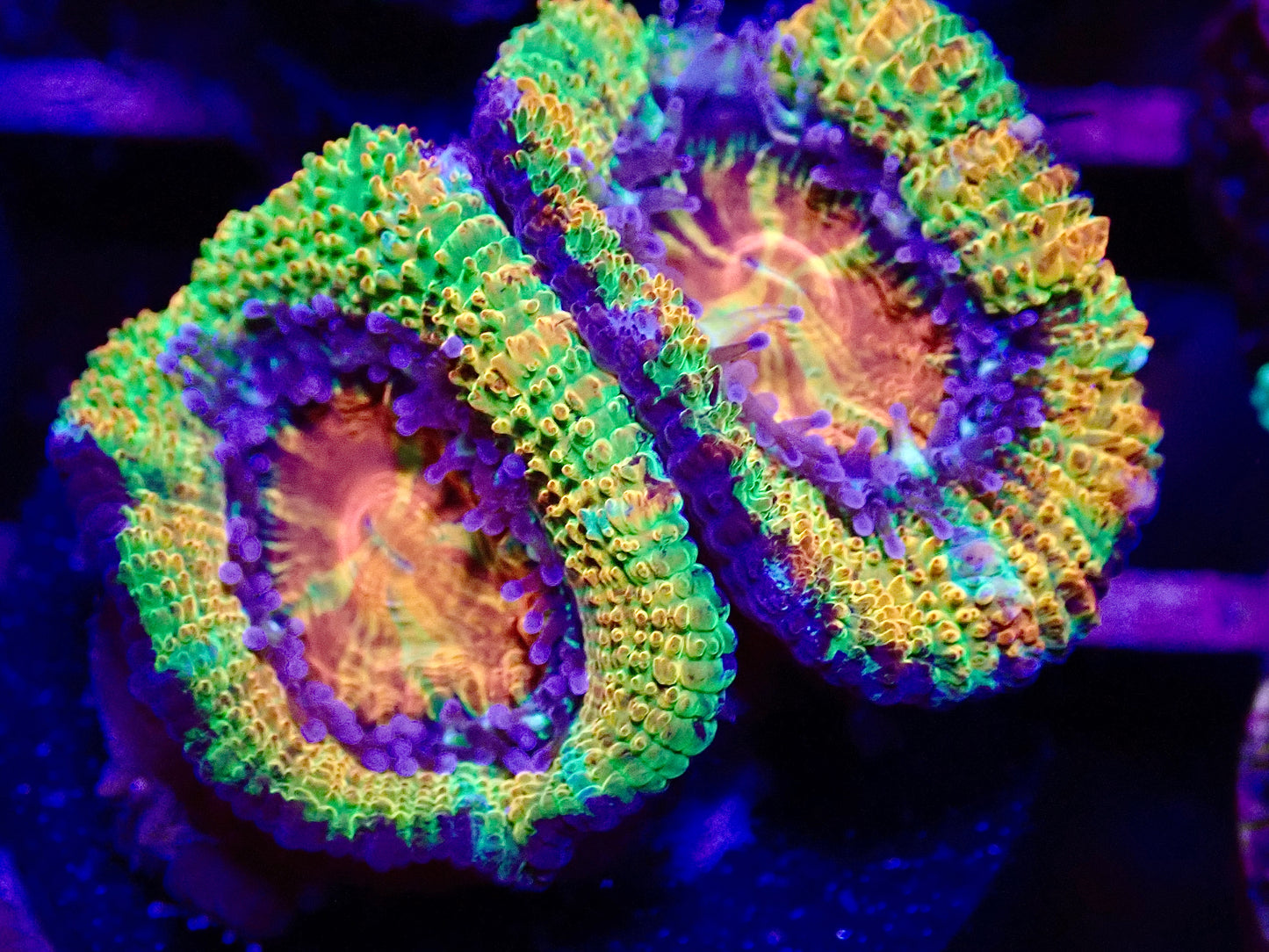 Rainbow Acan Frag