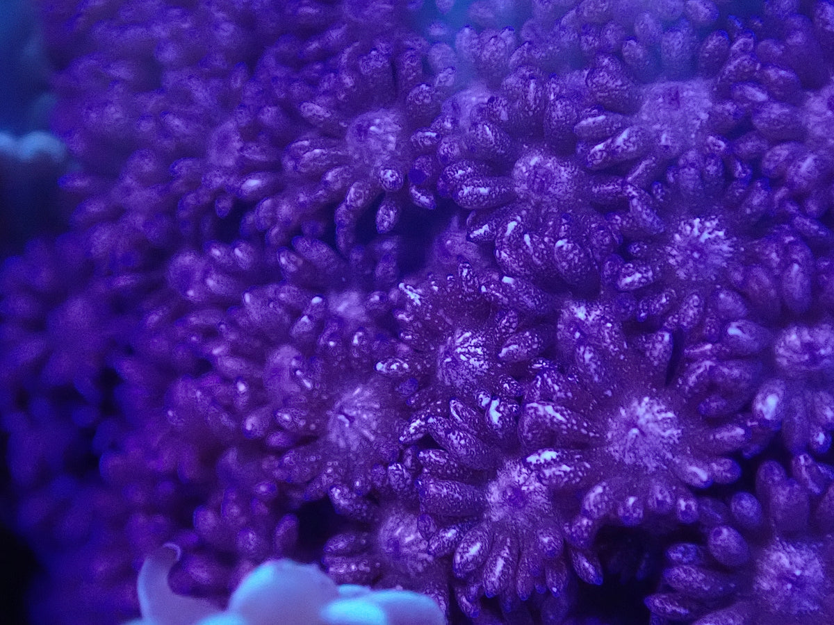 Purple Glitter Goni Frag