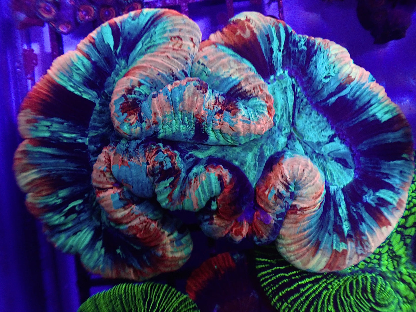 Display Rainbow Trachy