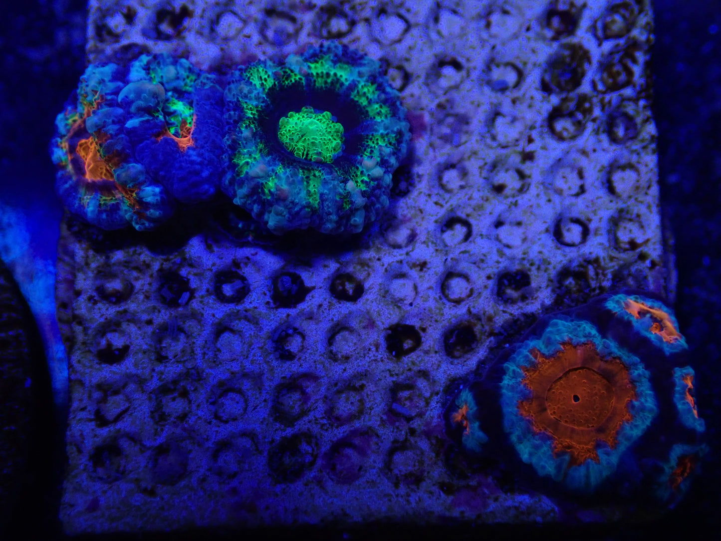 MA Spawned Acan Tile