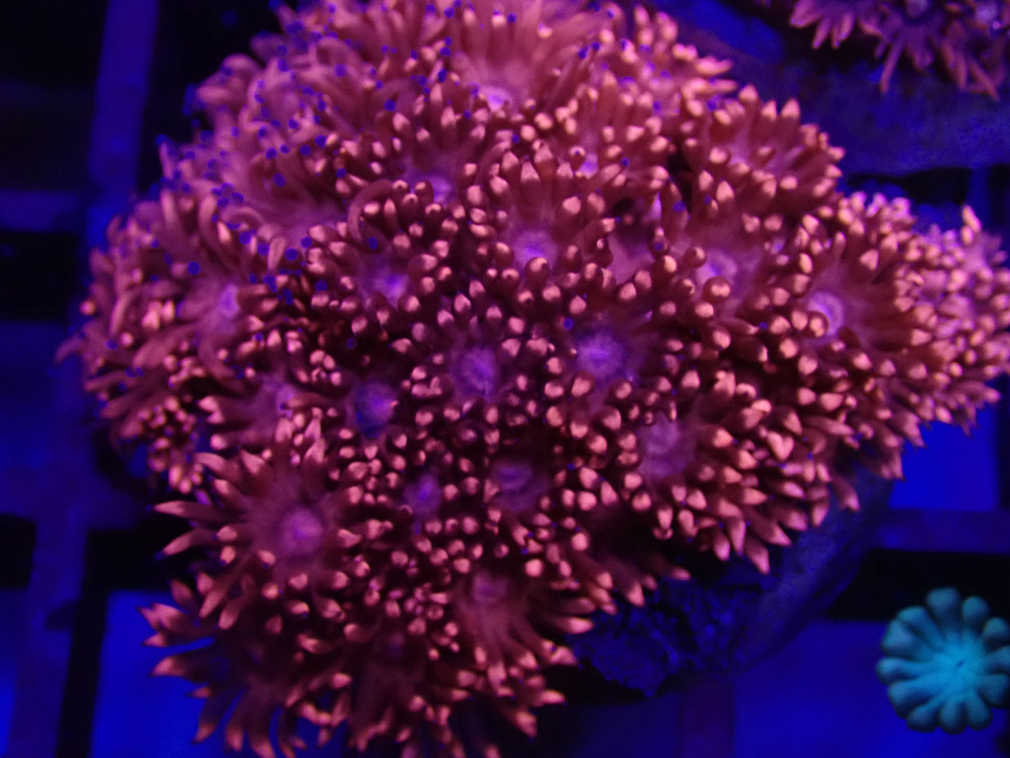 WYSI Red Goni Frag