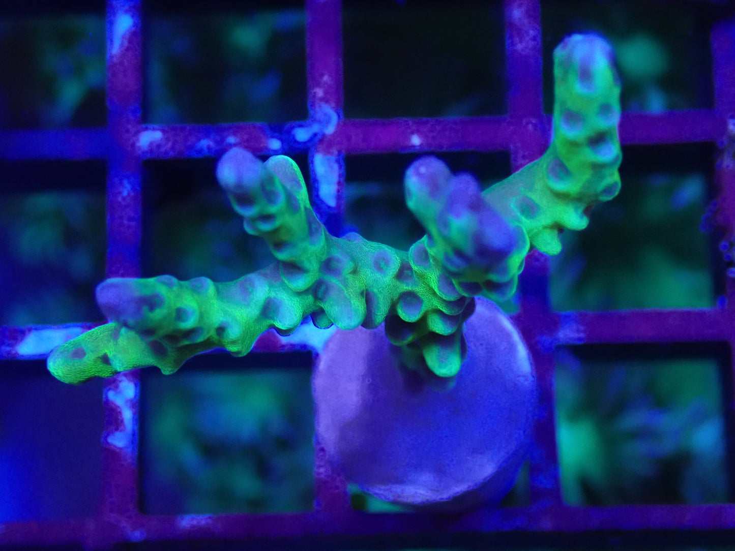 Golden Rod Anacropora