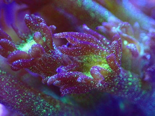 OG Green Glitterbomb Gonipora