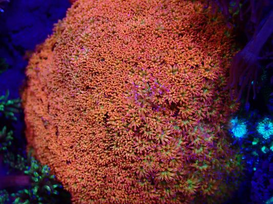 Orange Bernardpora
