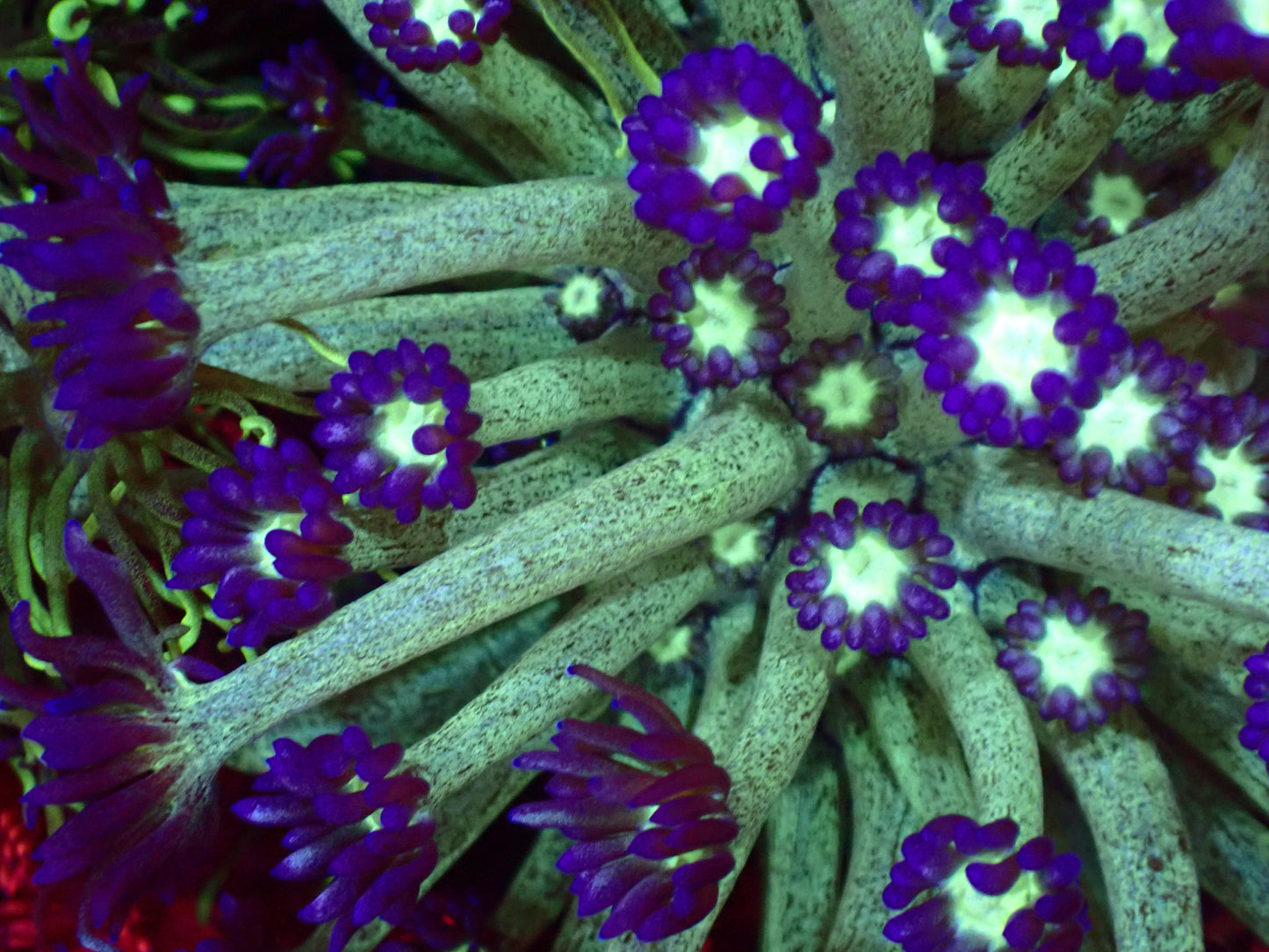 Shadow Flame Gonipora