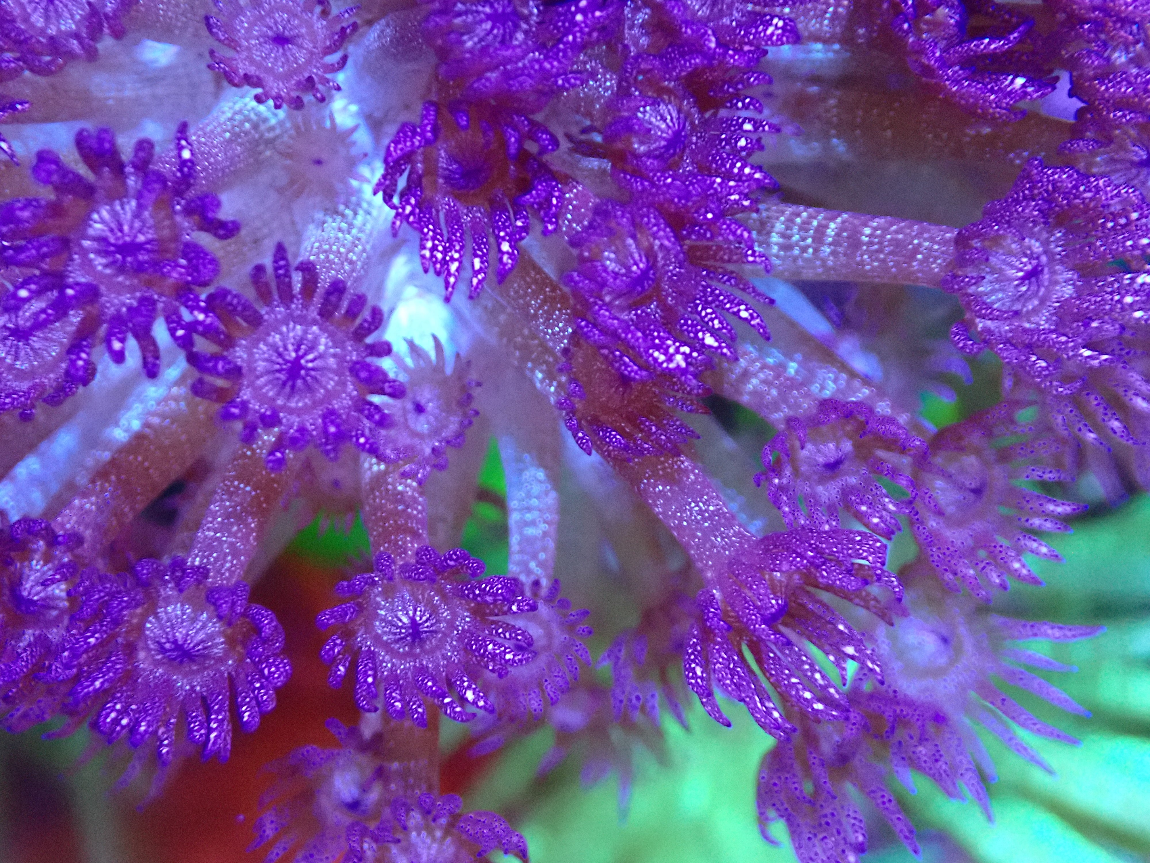 Coralꪔ̤̫ ORA Signature Corals – Only Reefs Aquatics