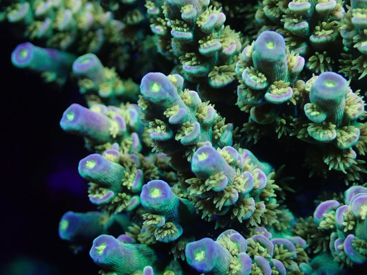 Walt Disney Acropora