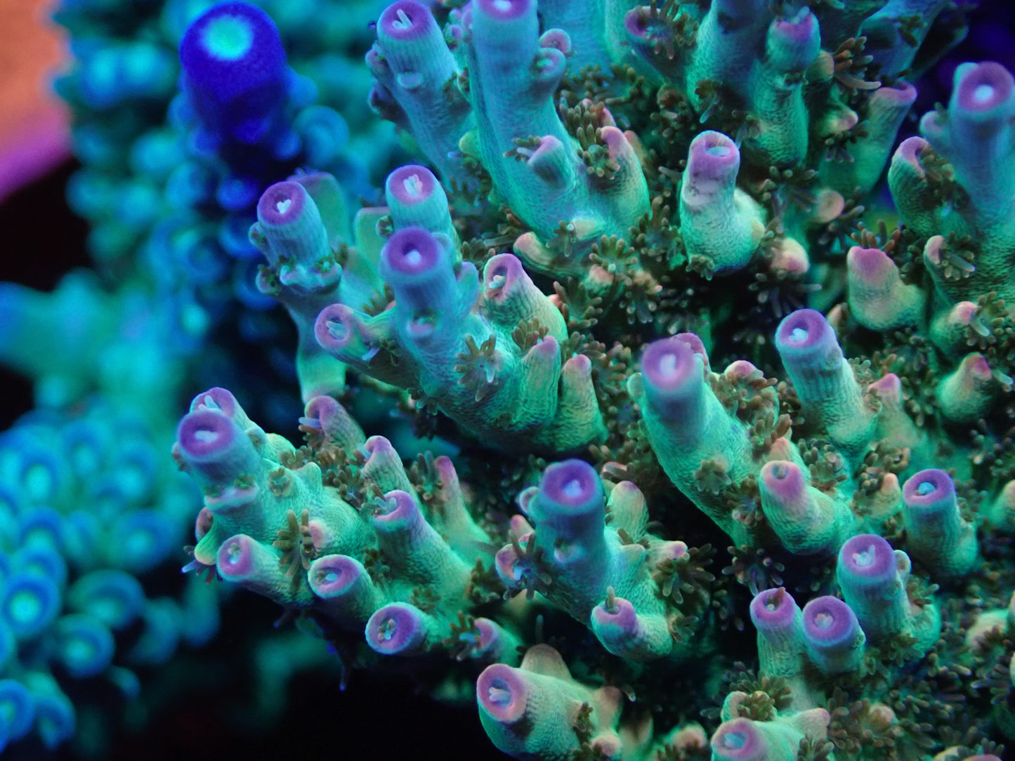 Petrol Slick Acropora