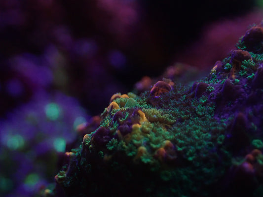 ORA Kaleidoscope Montipora