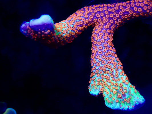 Bubblegum Digitata