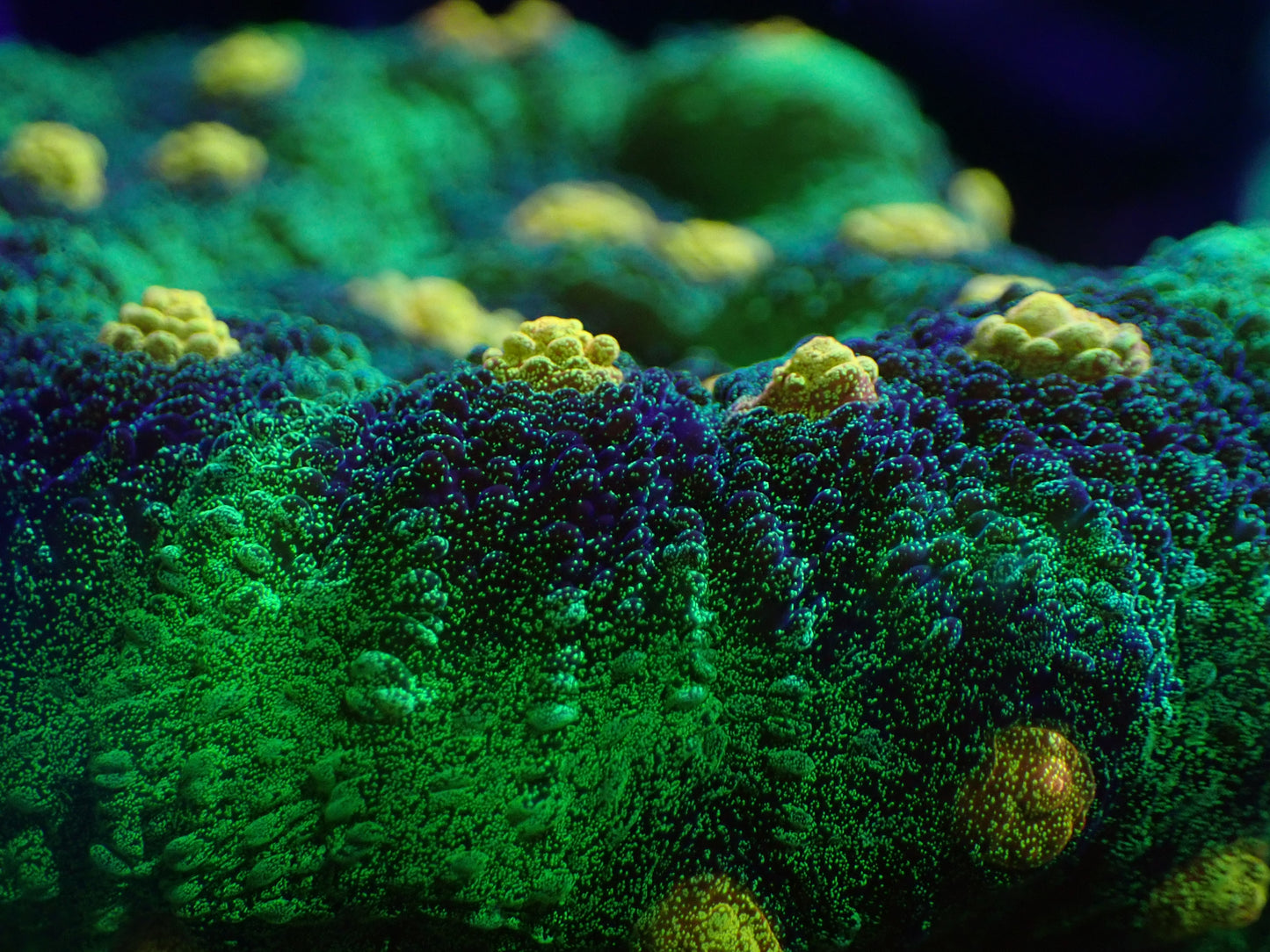 Raja Rampage Chalice