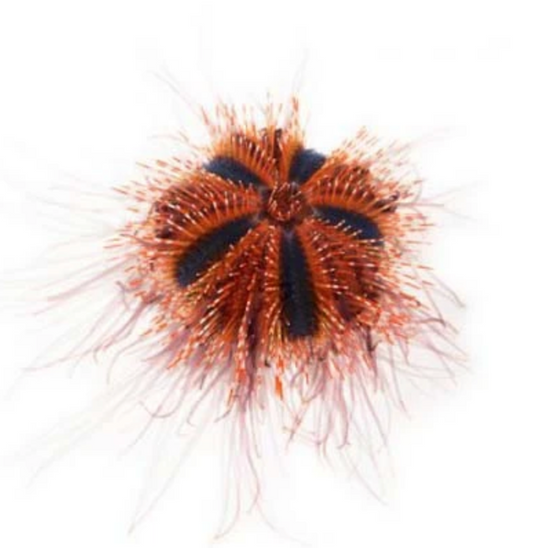 Aquacultured Tuxedo Urchin Baby