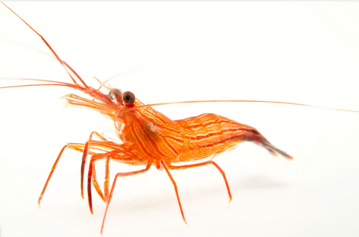 Aquacultured Peppermint Shrimp