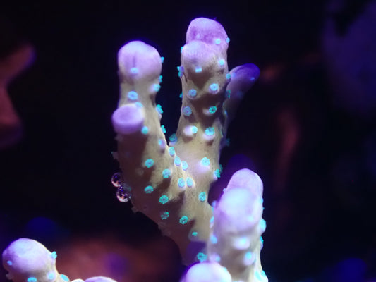 Tropicana Anacropora