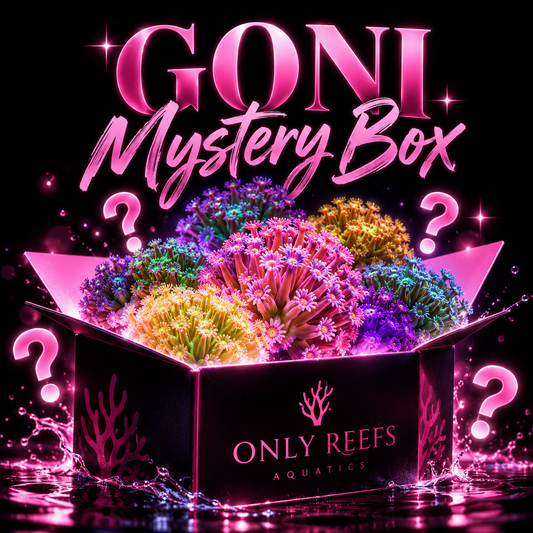 Goni & Alveo Mystery Box - 5 for $100