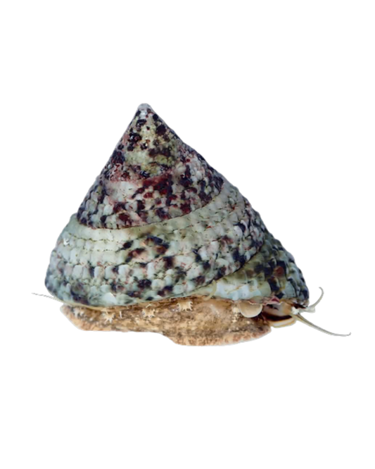 Aquacultured Trochus Snails - Small