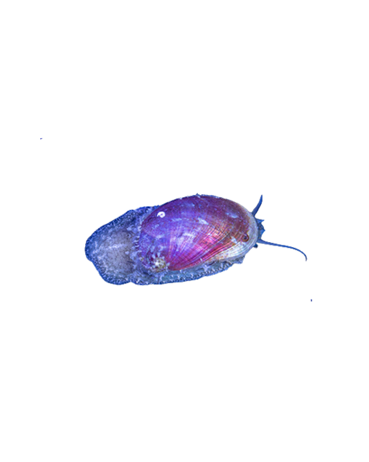 Stomatella snail