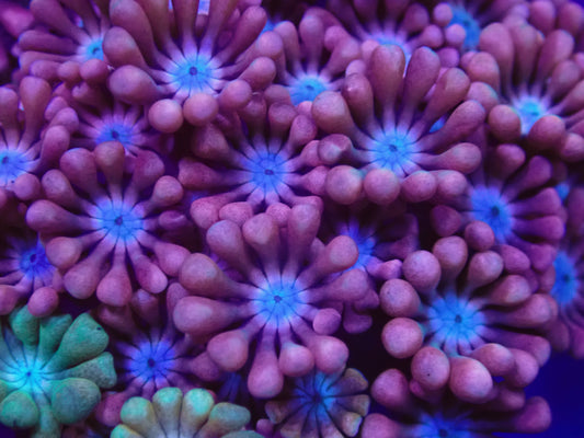 Hot Pink Alveopora